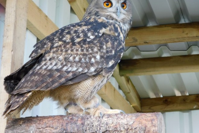 Adopt Egor | Falconry Days Northumberland