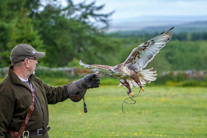 Identify birds of prey  Northumberland Wildlife Trust