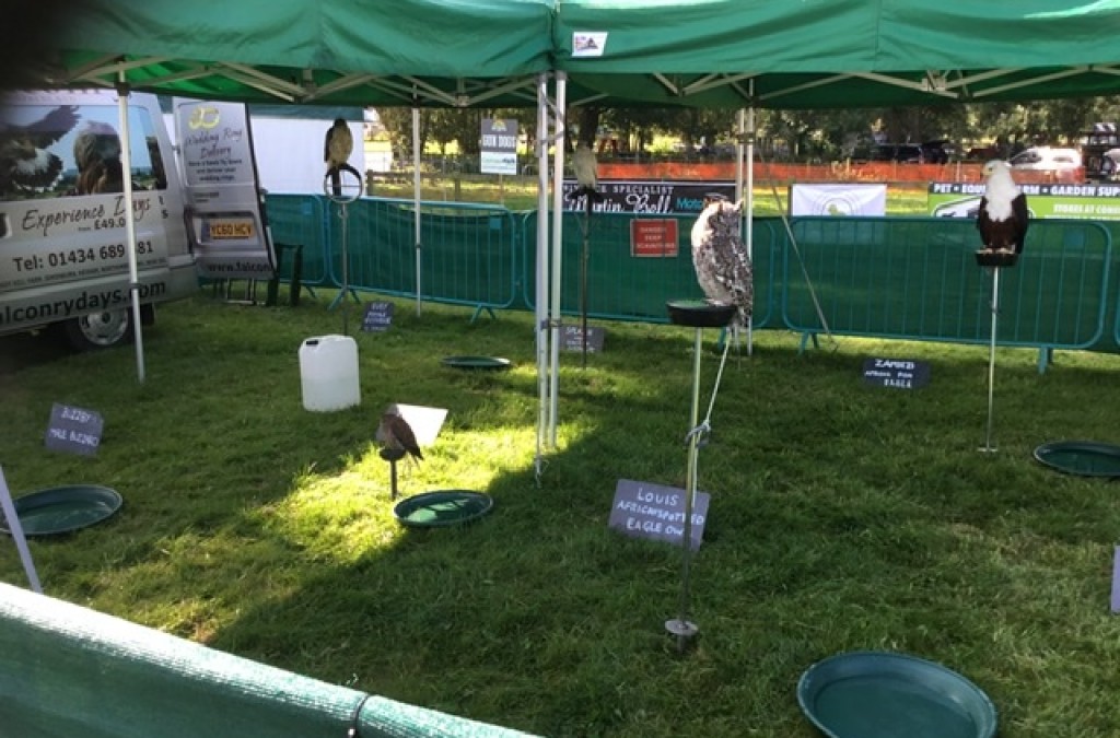 Wolsingham show