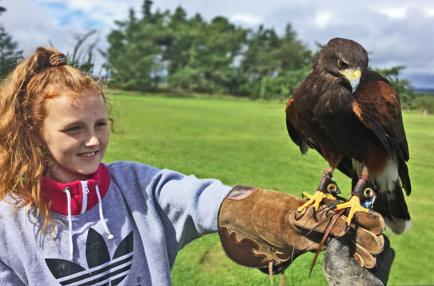 The British Bird of Prey of Centre